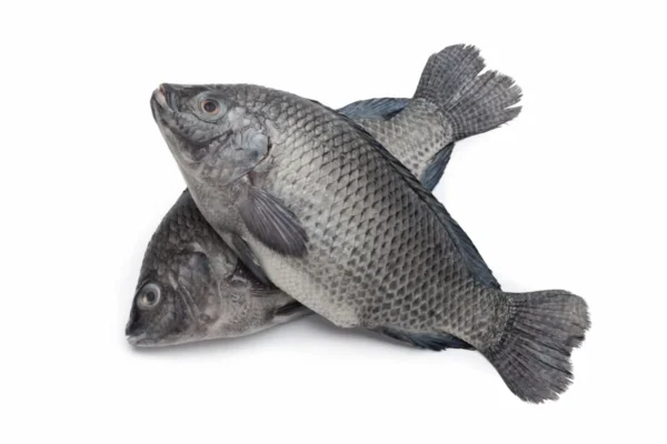 Fresh-Tilapia