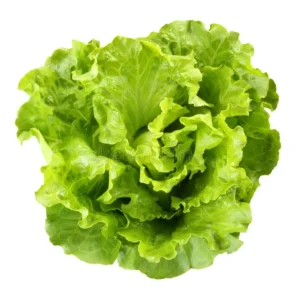Lettuce