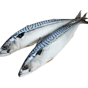 Mackerel