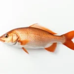 Red Fish