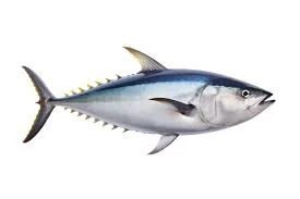 Tuna