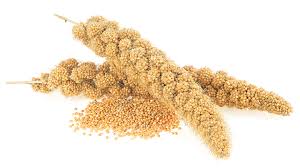 Millet